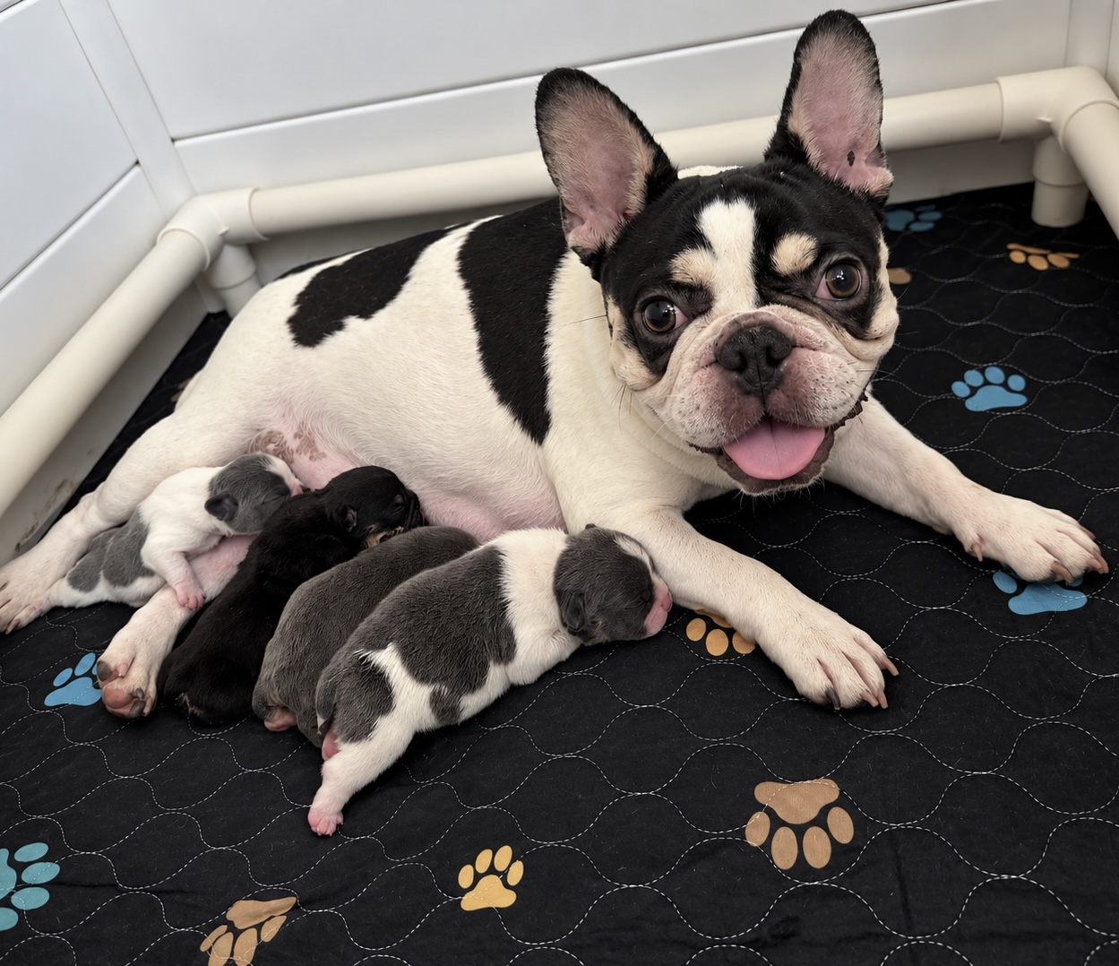 A black and white pied mama French Bulldog lying on her side in the whelping box with her four newborn puppies nursing