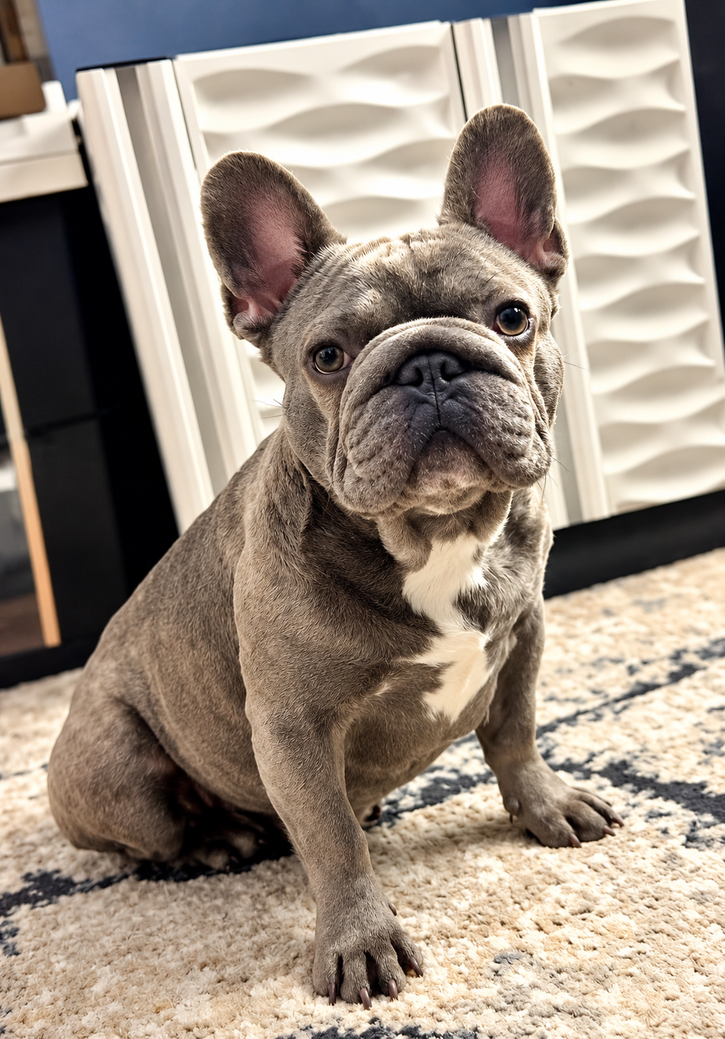 Winter, a blue fawn French Bulldog with a white patch on its chest sitting squarely on a patterned rug in front of a navy wall