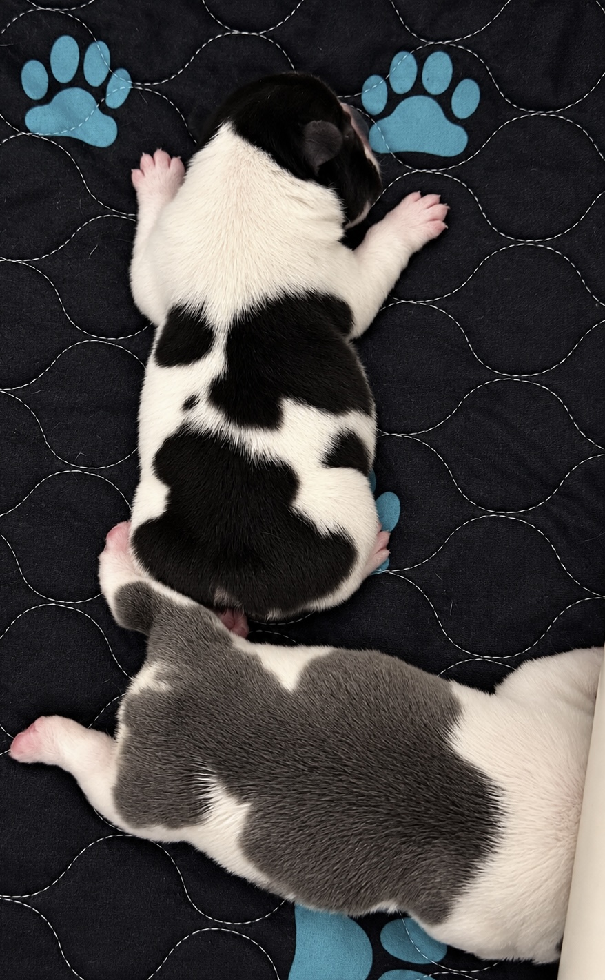 Two newborn pied puppies, one black and white and one blue and white, sleeping side by side on a paw-print quilted mat