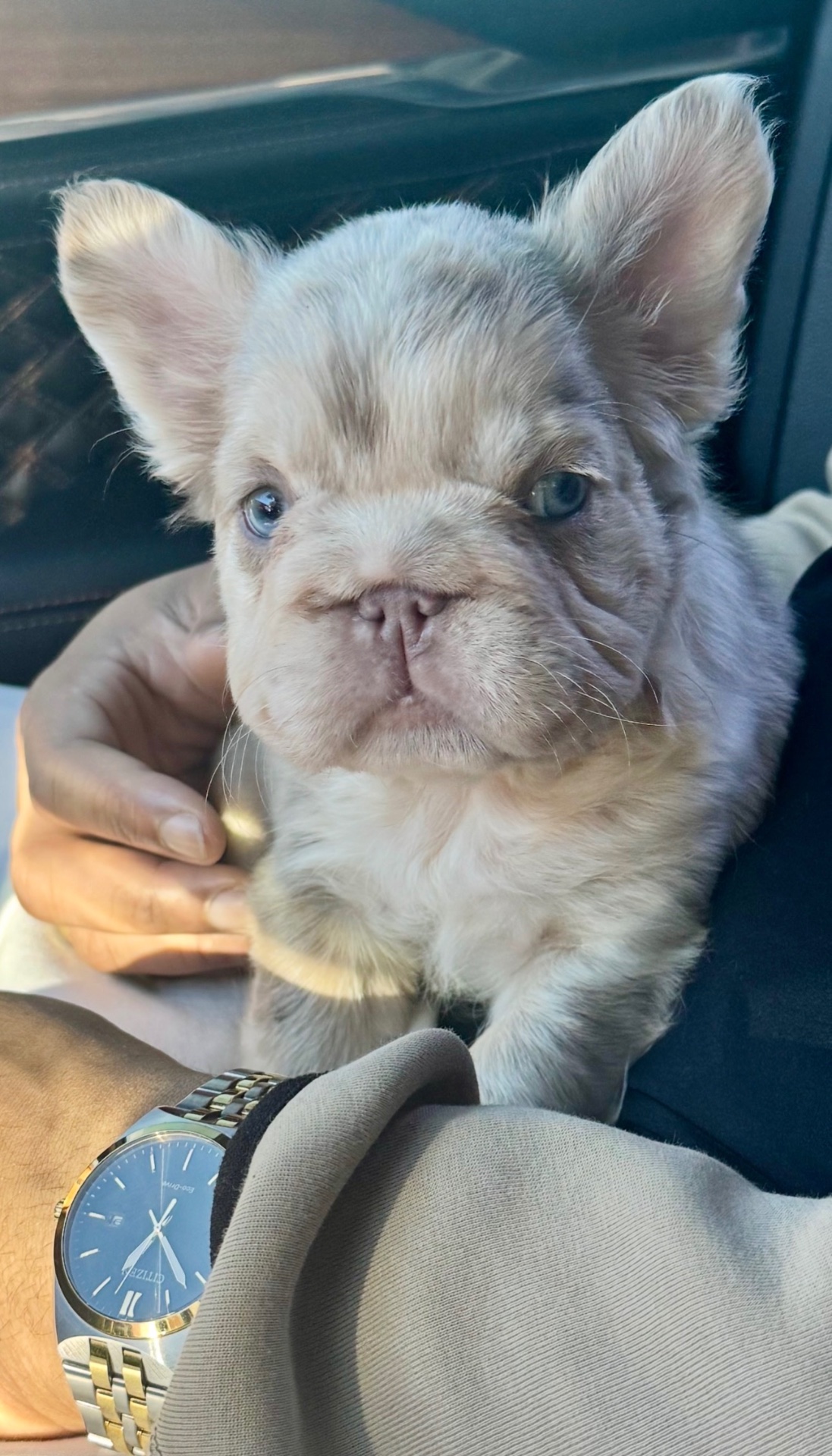 Nymeria, a pale cream and silver French Bulldog puppy held upright in a person's arms inside a car