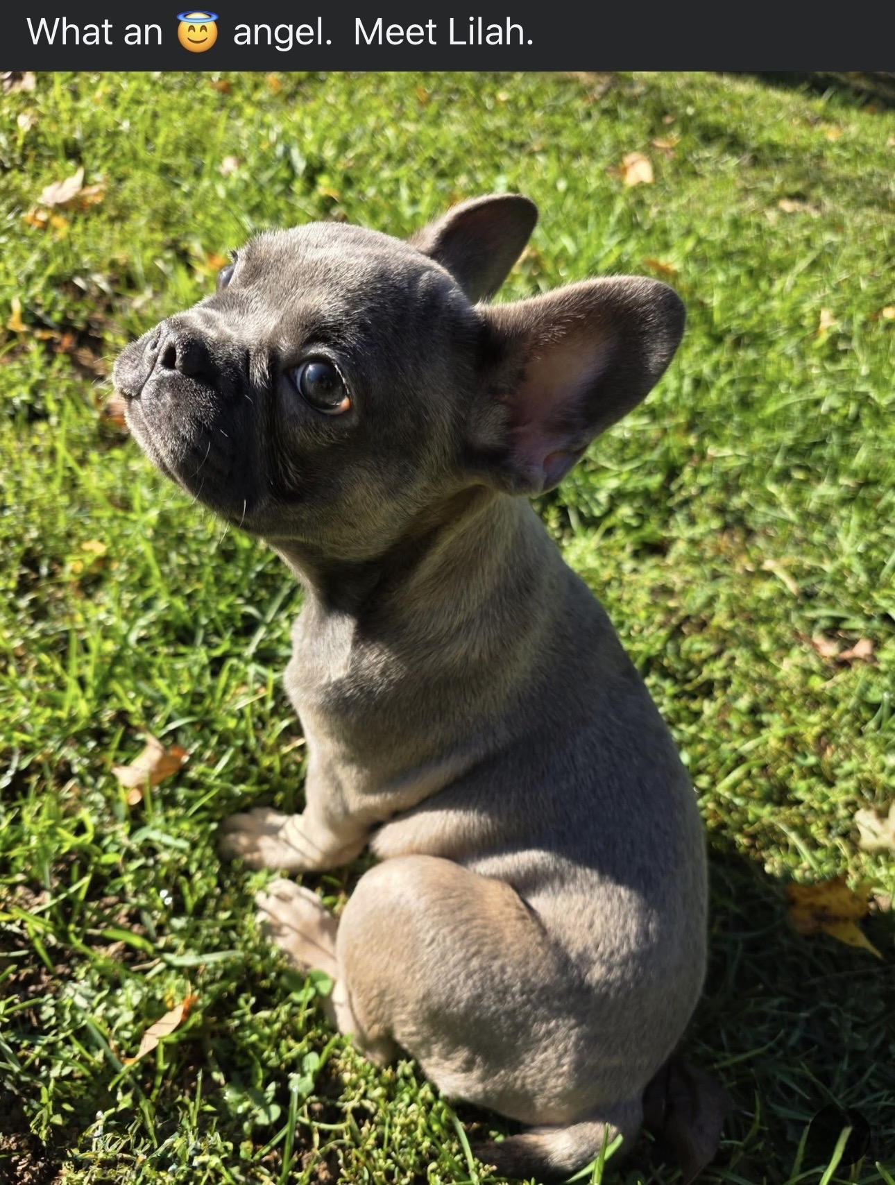 Lilah, a lilac and tan French Bulldog puppy, sitting on green grass and looking up at the camera