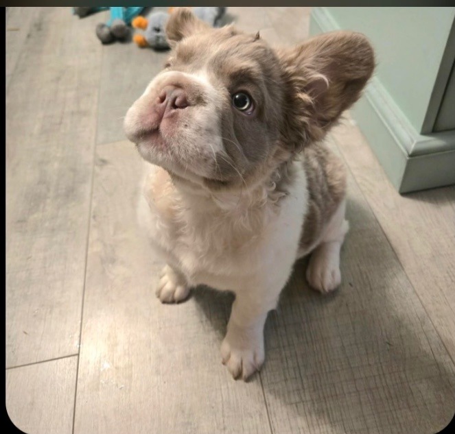 Lucious, a fluffy pied lilac-grey and cream French Bulldog puppy, sitting on a light wood-look floor and looking up at the camera