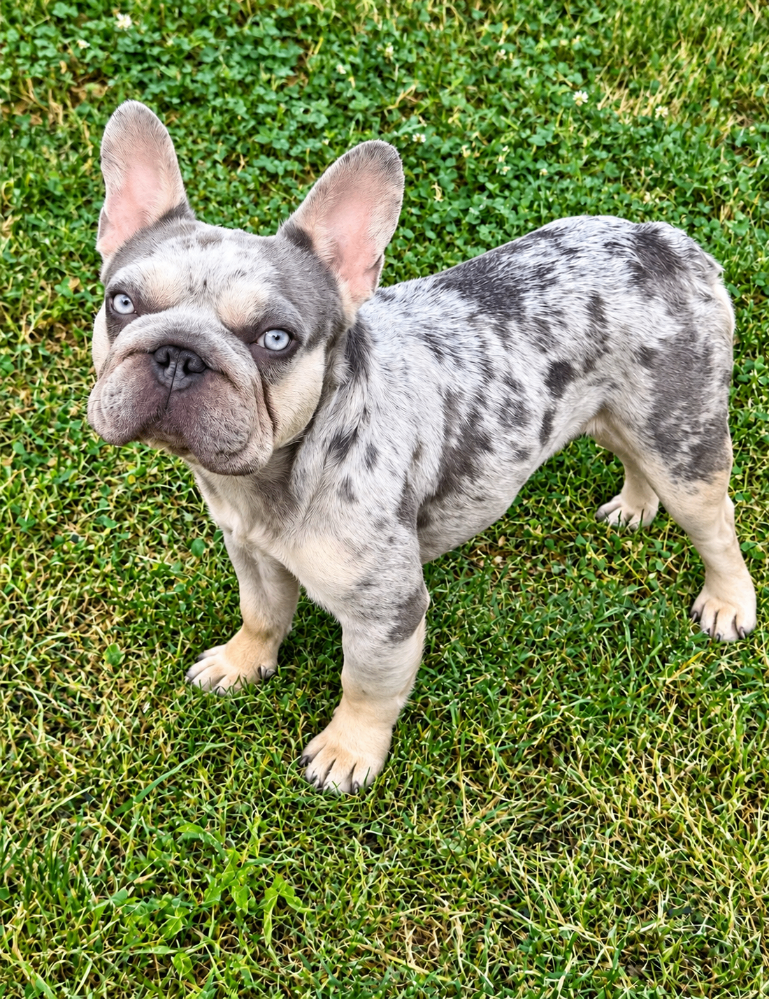 Stella, a blue and tan merle French Bulldog puppy with pale blue eyes standing on green grass and clover, looking up at the camera