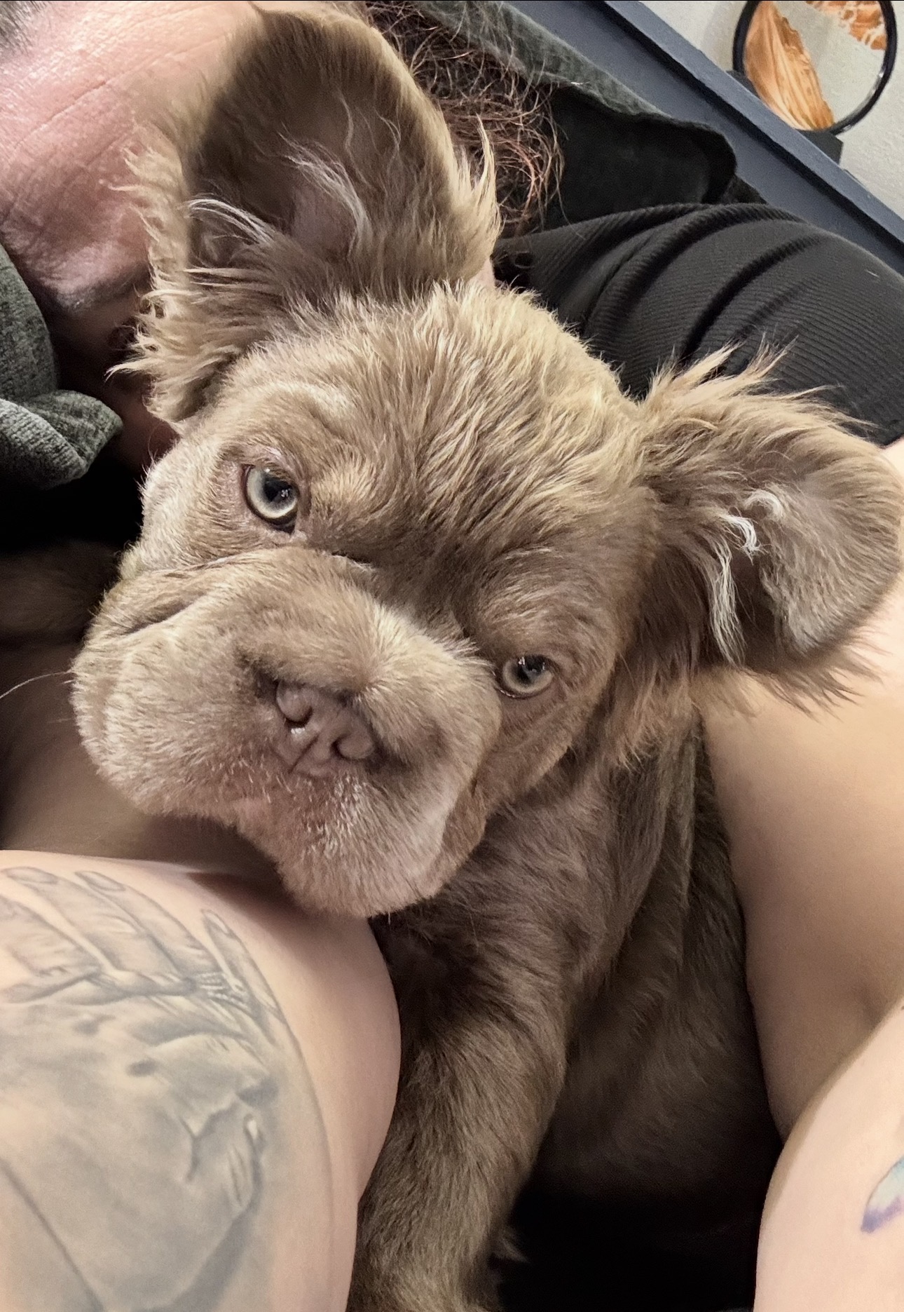Karma, a fluffy lilac French Bulldog puppy with tufted ears cuddled against a person and looking at the camera