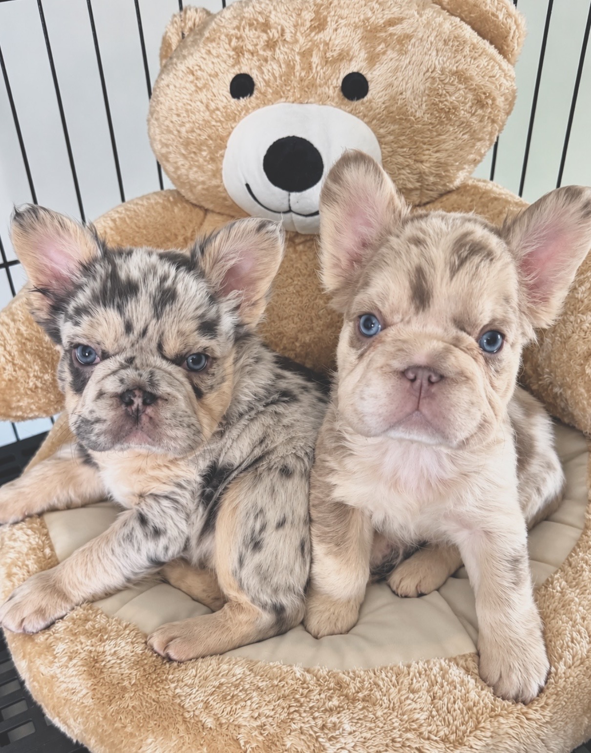 Reigna and Nymeria, two fluffy French Bulldog puppies with blue eyes, a dark merle and a cream merle, sitting side by side inside a plush tan teddy bear bed