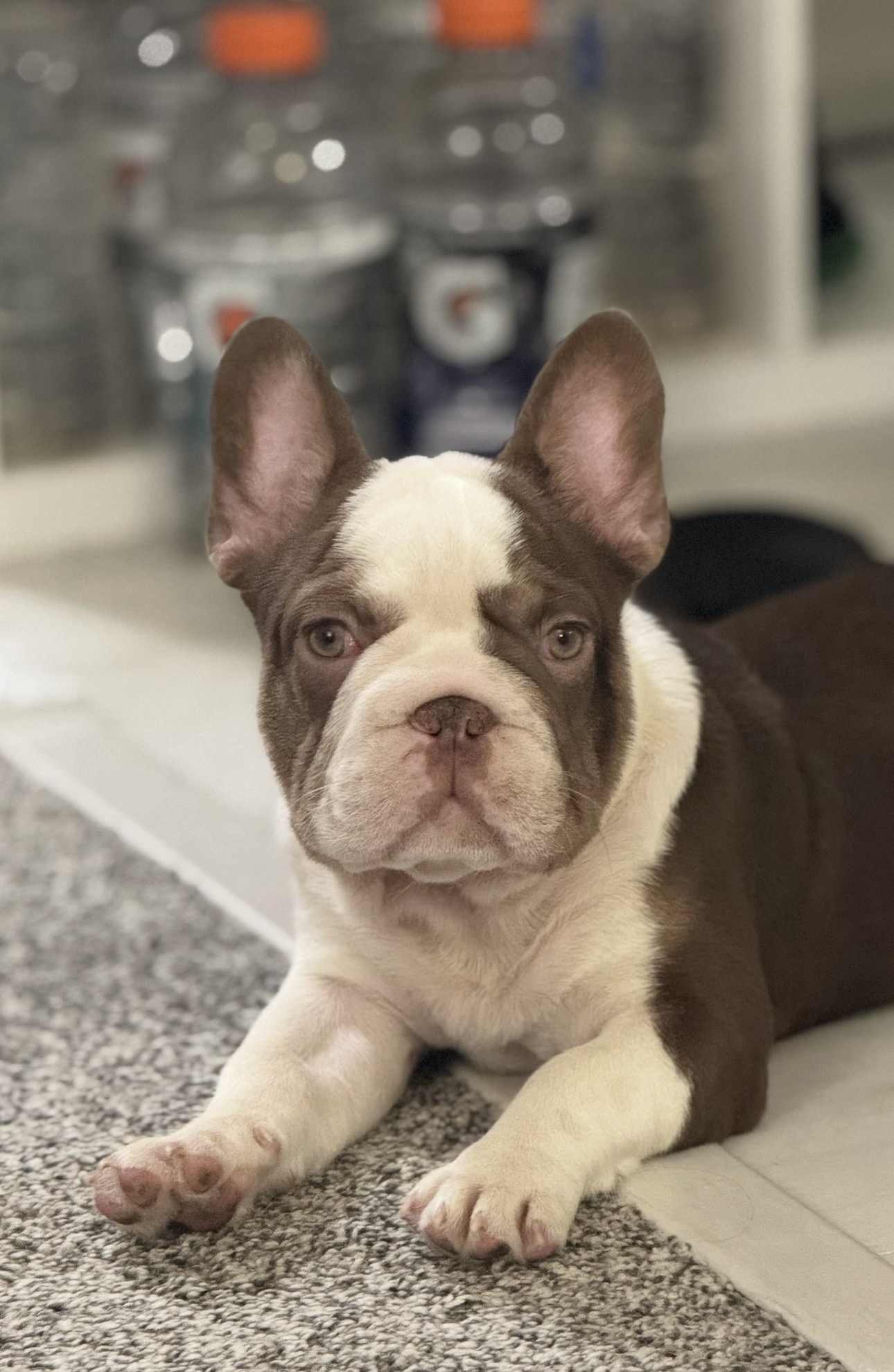 Nino, a chocolate and white pied French Bulldog lying down facing the camera with both front paws stretched out on a grey carpet
